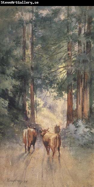 Percy Gray Cows in a Redwood Glade (mk42)